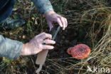 Vliegenzwam (Amanita muscaria)