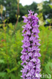 Spotted orchid (Dactylorhiza maculata)