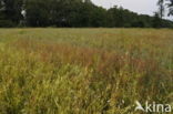 Perzikkruid (Persicaria maculosa)