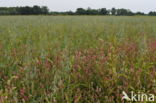 Perzikkruid (Persicaria maculosa)