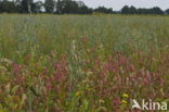 Perzikkruid (Persicaria maculosa)