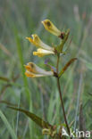 Common Cow-wheat (Melampyrum pratense)