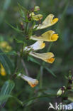 Common Cow-wheat (Melampyrum pratense)