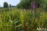 Kleine egelskop (Sparganium emersum)