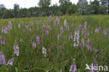 Spotted orchid (Dactylorhiza maculata)