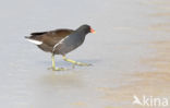 Common Moorhen (Gallinula chloropus)