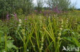 Unbranched Bur-reed (Sparganium emersum)