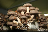 Shiitake (Lentinus edodes)