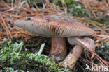 Tricholoma albobrunneum