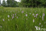 Spotted orchid (Dactylorhiza maculata)