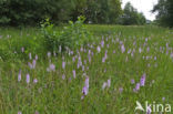 Spotted orchid (Dactylorhiza maculata)