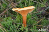 Valse hanenkam (Hygrophoropsis aurantiaca)