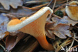 False Chanterelle (Hygrophoropsis aurantiaca)