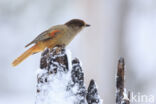 Siberian Jay (Perisoreus infaustus)