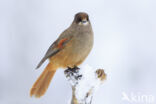 Siberian Jay (Perisoreus infaustus)