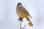 Siberian Jay (Perisoreus infaustus)