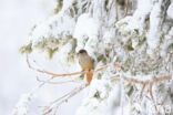 Siberian Jay (Perisoreus infaustus)