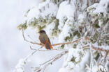Siberian Jay (Perisoreus infaustus)