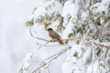 Siberian Jay (Perisoreus infaustus)