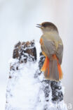 Siberian Jay (Perisoreus infaustus)