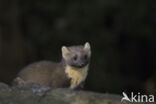 Pine Marten (Martes martes)