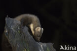 Pine Marten (Martes martes)