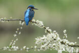 IJsvogel (Alcedo atthis)