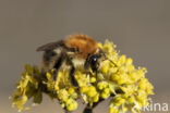 Akkerhommel (Bombus agrorum)