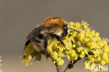 Akkerhommel (Bombus agrorum)