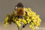 Akkerhommel (Bombus agrorum)