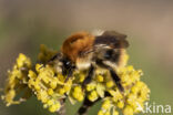 Akkerhommel (Bombus agrorum)