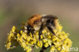 Akkerhommel (Bombus agrorum)