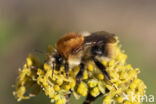 Akkerhommel (Bombus agrorum)