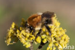 Akkerhommel (Bombus agrorum)