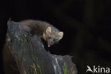 Pine Marten (Martes martes)