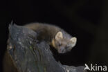 Pine Marten (Martes martes)