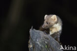 Pine Marten (Martes martes)