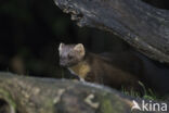 Pine Marten (Martes martes)