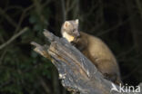 Pine Marten (Martes martes)