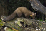 Pine Marten (Martes martes)