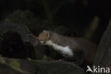 Beech Marten (Martes foina)