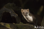 Beech Marten (Martes foina)