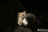 Beech Marten (Martes foina)