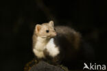 Beech Marten (Martes foina)