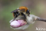 Akkerhommel (Bombus agrorum)