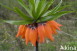 Keizerskroon (Fritillaria imperialis)