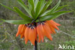 Crown Imperial (Fritillaria imperialis)