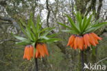 Keizerskroon (Fritillaria imperialis)