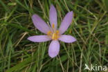 Meadow Saffron (Colchicum autumnale)