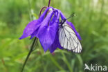 Groot geaderd witje (Aporia crataegi)